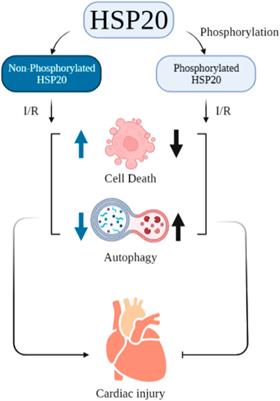 Frontiers Role Of Atp Small Heat Shock Protein Interaction In Human